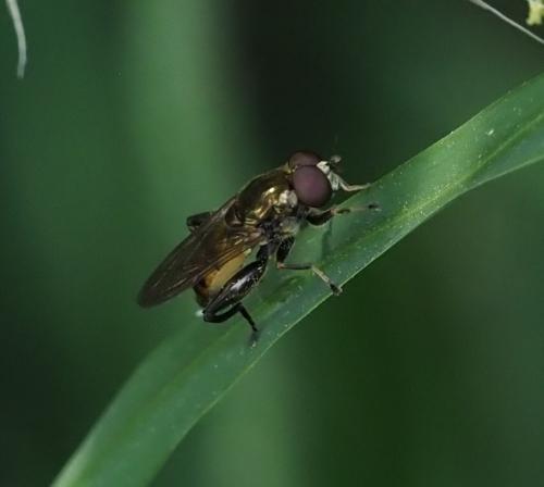Chalcosyrphus nemorum